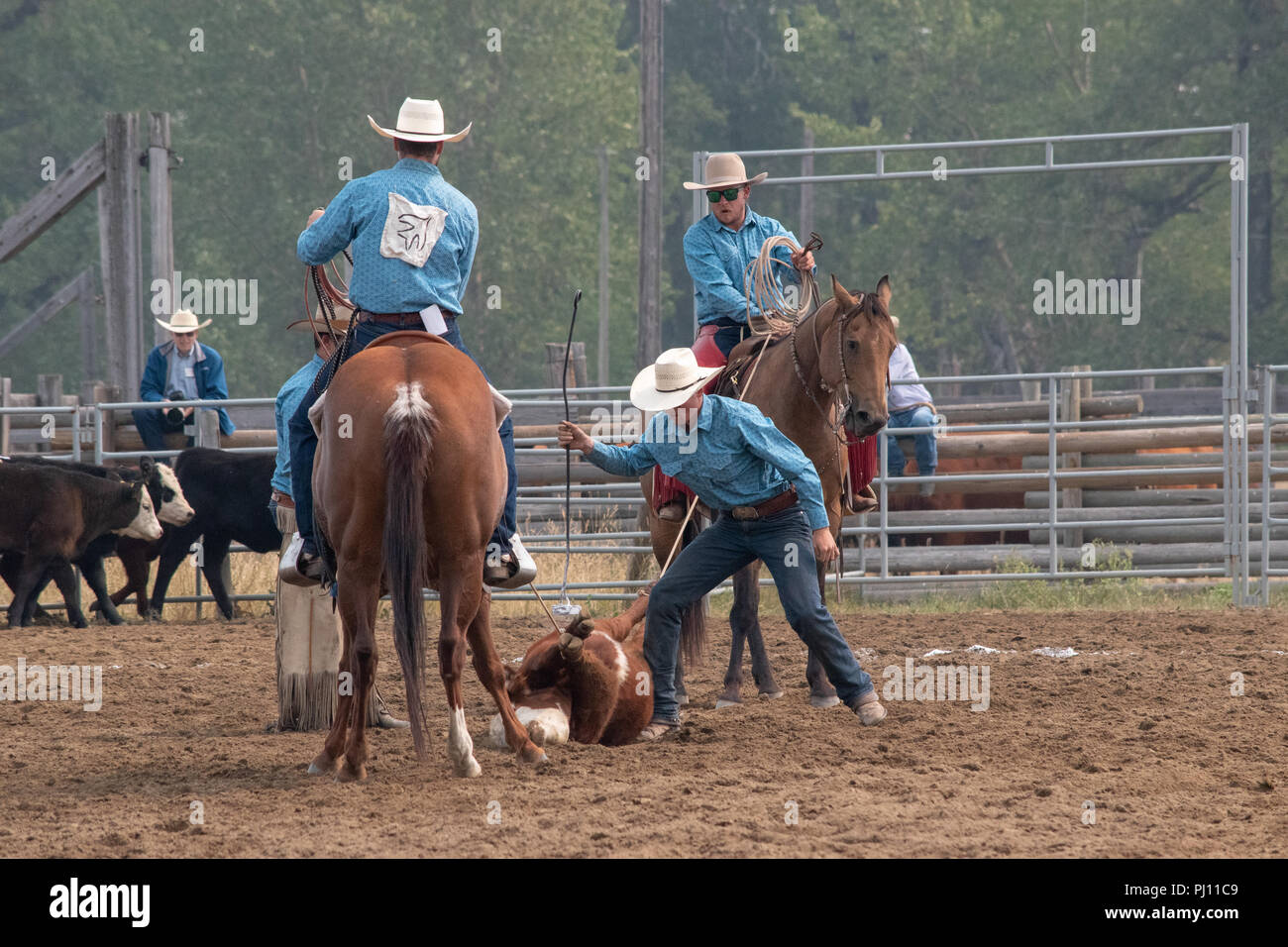 Ranch Hand konkurrieren in der mock branding Konkurrenz während der Ranch Rodeo an der Bar U Ranch National Historic Site von Kanada, Parks Kanada, Longvi Stockfoto