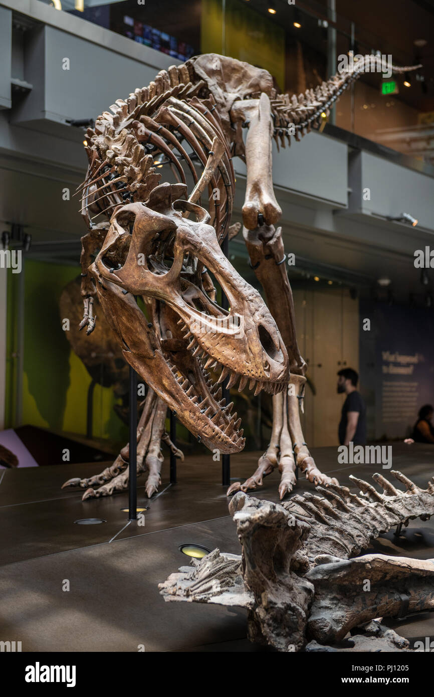 Das Natural History Museum von Los Angeles County ist der grösste natürliche und historische Museum in den westlichen Vereinigten Staaten. Ihre Sammlungen umfassen ne Stockfoto