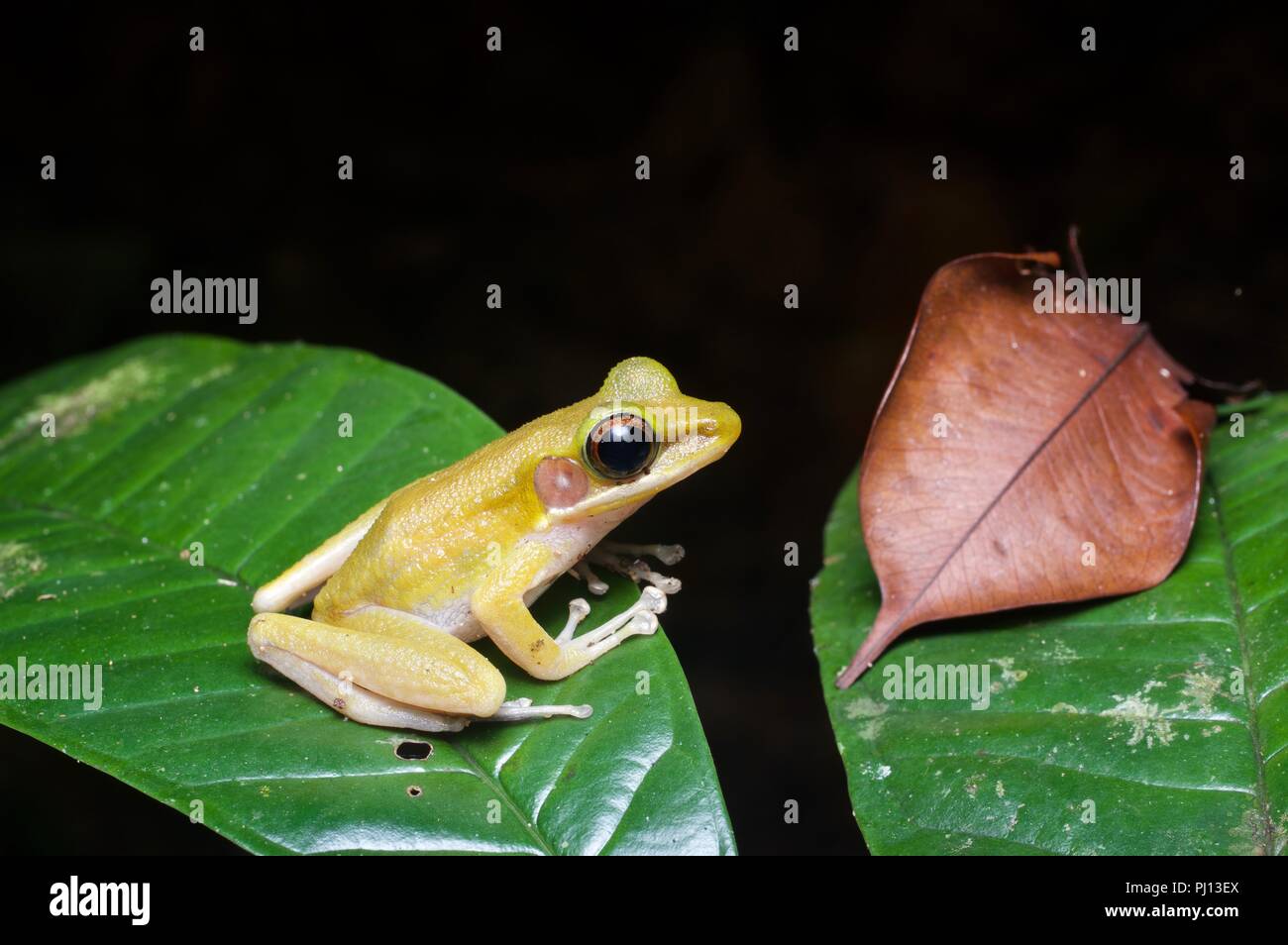 Ein Jade-backed Stream Frosch (Hylarana raniceps) auf ein Blatt in der Nacht in Kubah Nationalpark, Sarawak, Malaysia, Borneo Stockfoto