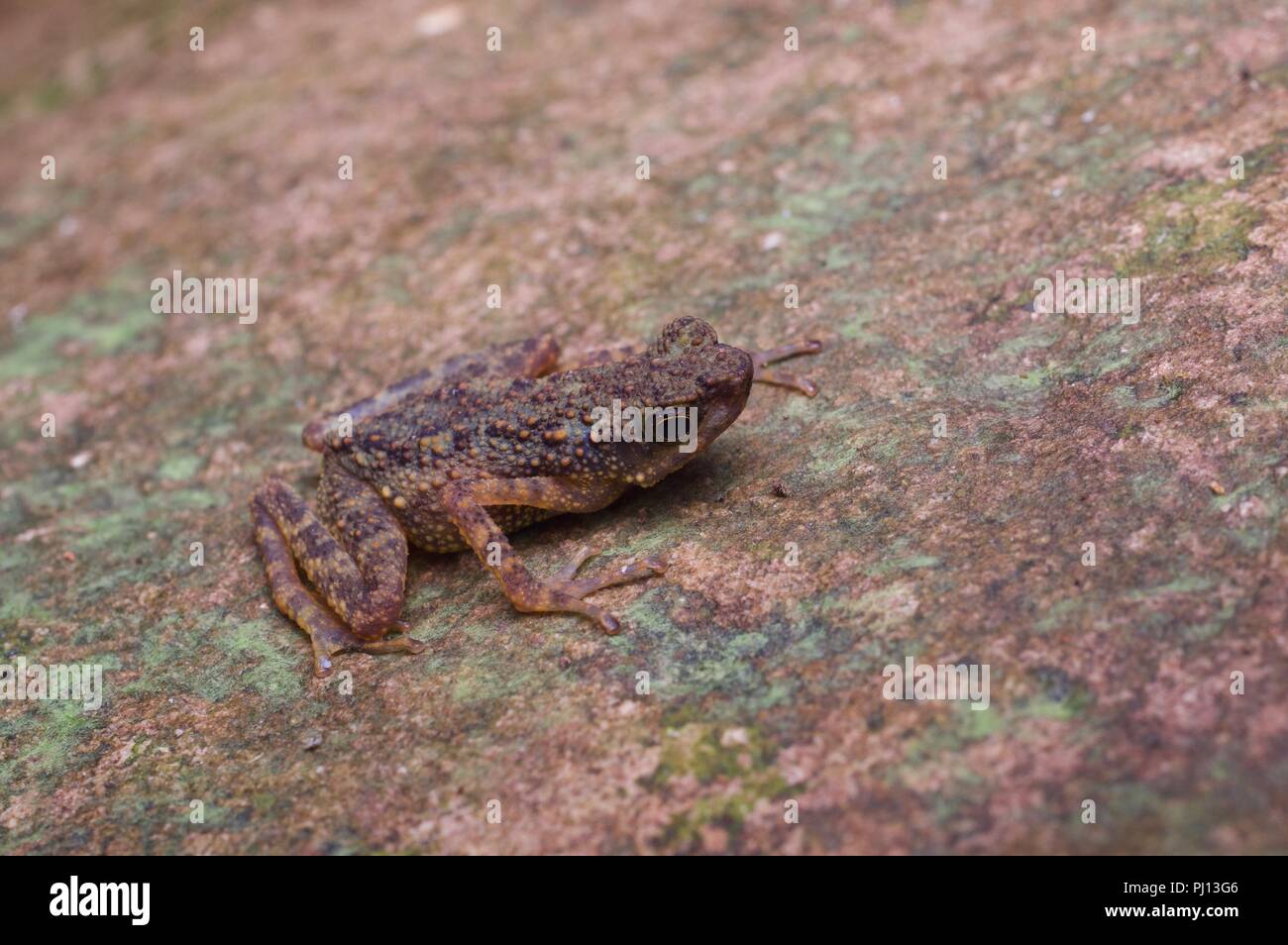 Ein Zwerg schlanke Kröte (Ansonia minuta) auf einem Felsblock in Kubah Nationalpark, Sarawak, Malaysia, Borneo Stockfoto