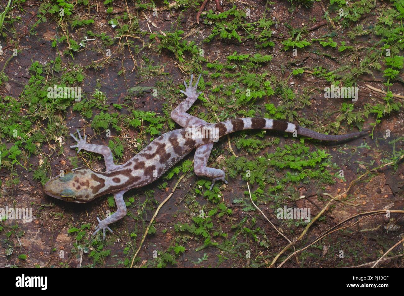Ein Inger gebogen-toed Gecko (Cyrtodactylus pubisulcus) im Wald In der Nacht in Kubah Nationalpark, Sarawak, Malaysia, Borneo Stockfoto