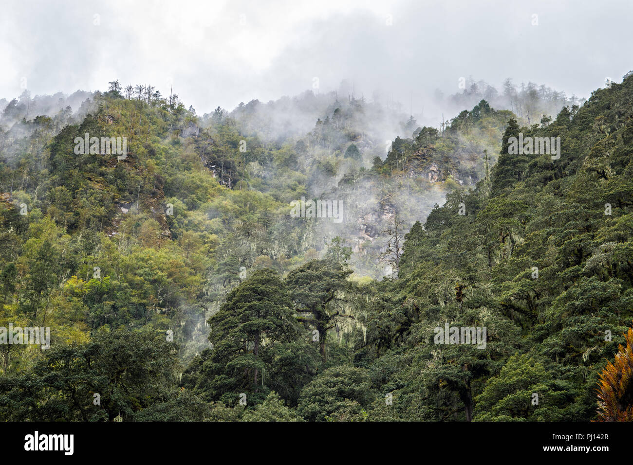 Dichten Wald und Wolken bei Thongo Zampa Camp, Paro, Snowman Trek, Bhutan Stockfoto