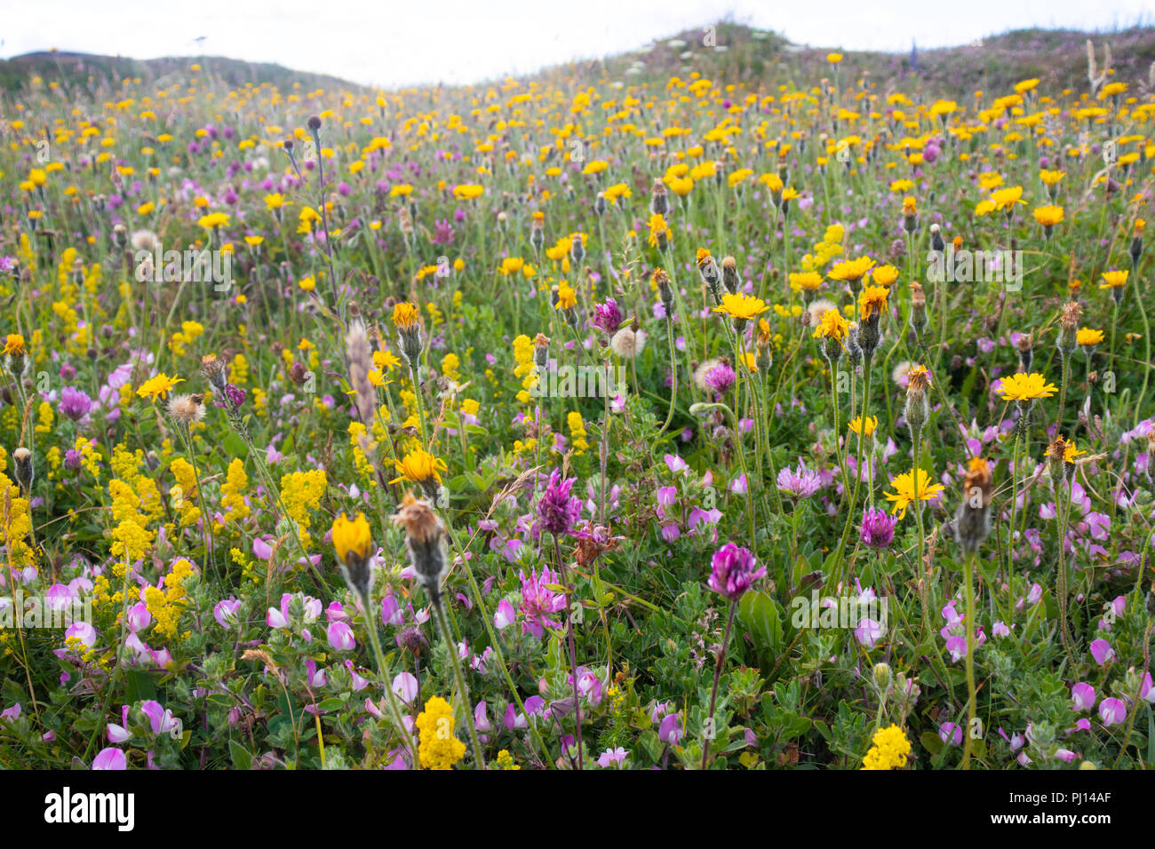 Wildblumen in der Nähe von Cocklawburn Beach in der Nähe von Berwick Upon Tweed England Stockfoto