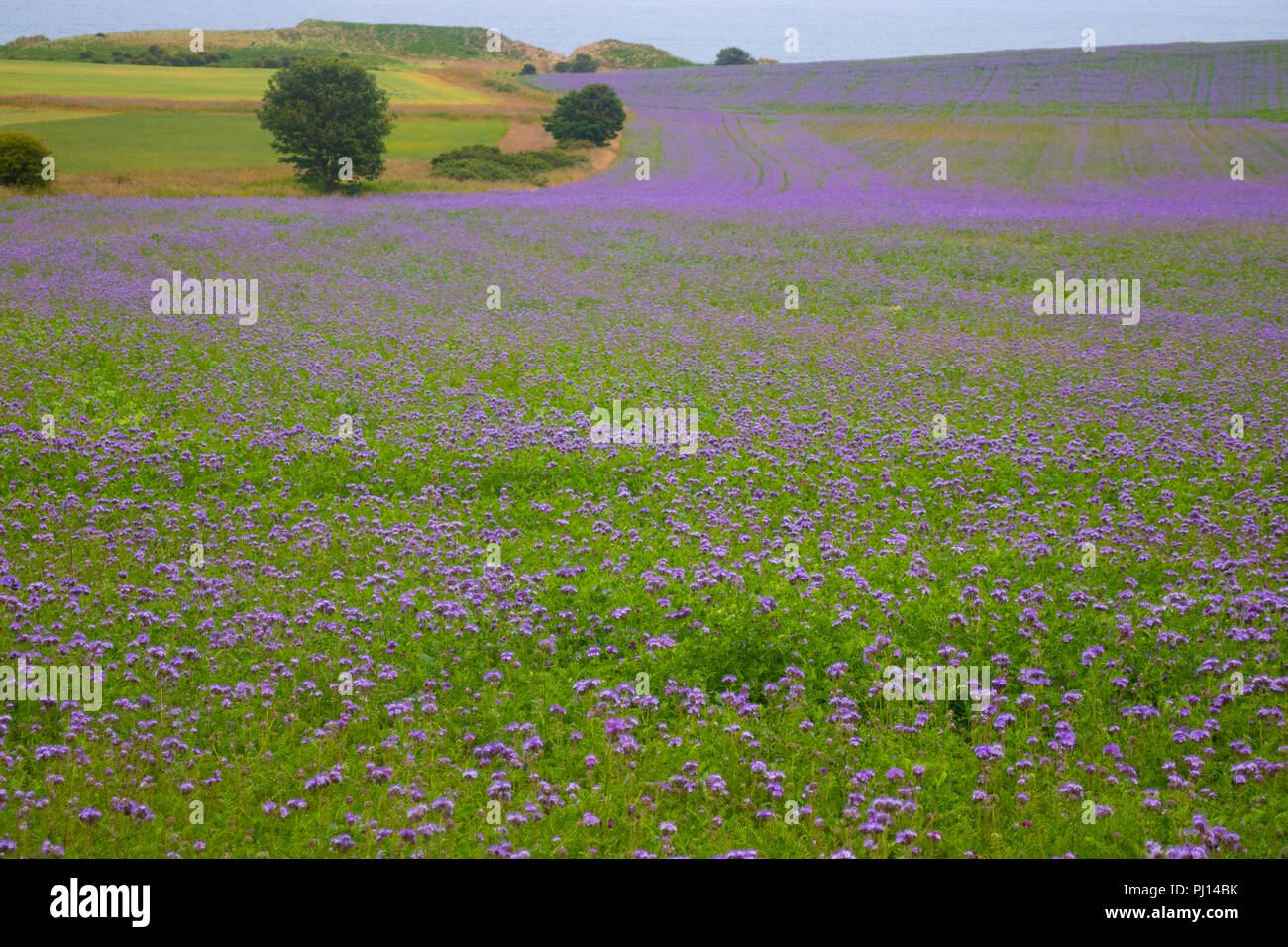 Ein buntes Feld von Phacelia tanacetifolia gemeinsamen Namen Lacy Phacelia, blau oder violett tansy Rainfarn, in der Nähe der Alnmouth UK Stockfoto