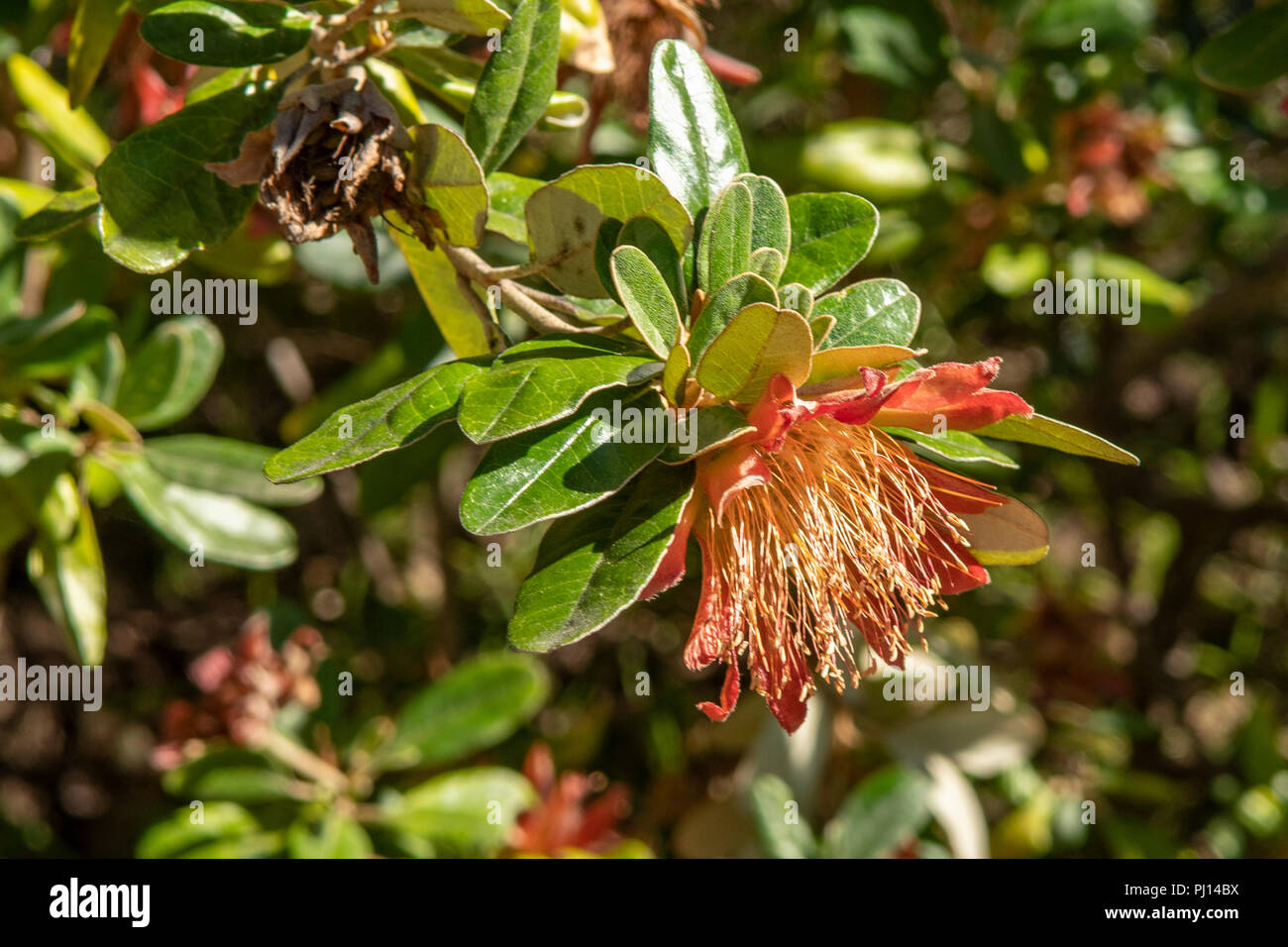 Diplolaena grandiflora, Wild Rose Stockfoto