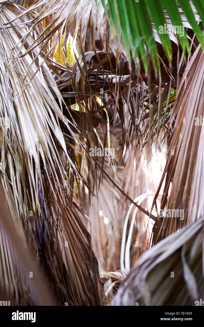 Nahaufnahme von Palmenblättern. Vertikale Hintergrund der trockene Blätter von tropischen Bäumen, Sträuchern. Full Frame, Tageslicht. Südlich von Spanien Stockfoto