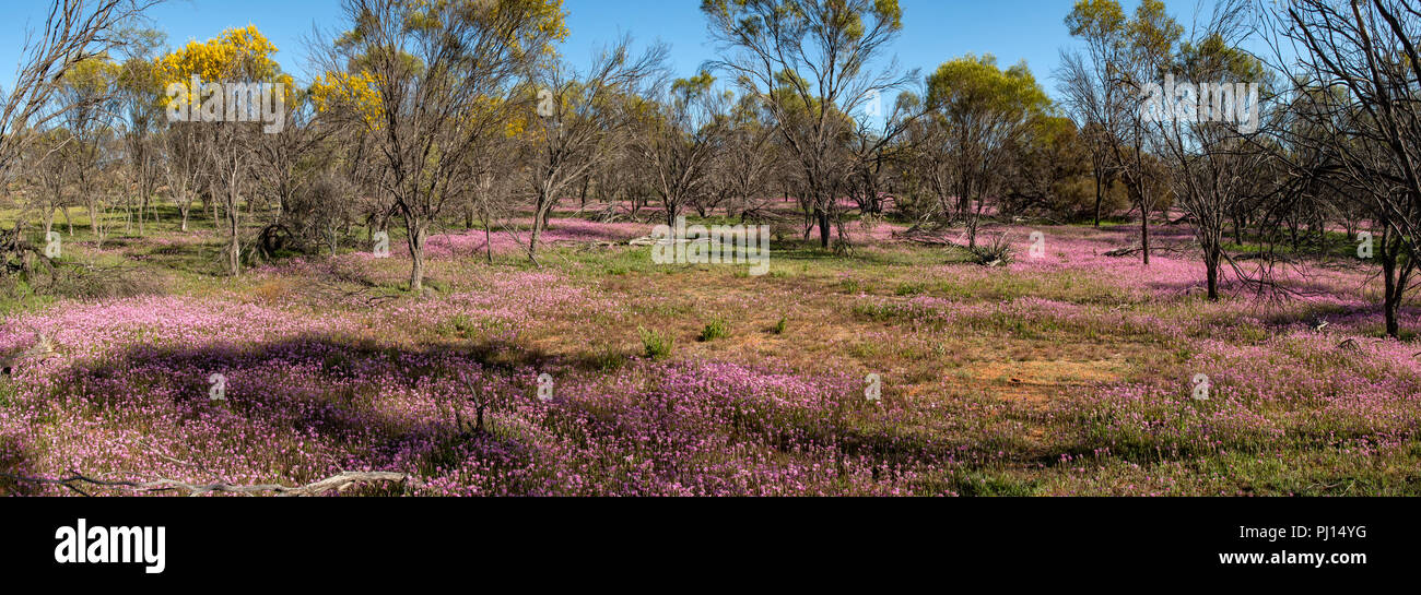 Rosa Everlastings an Datjoin Rock Panorama, Wialki, WA, Australien Stockfoto