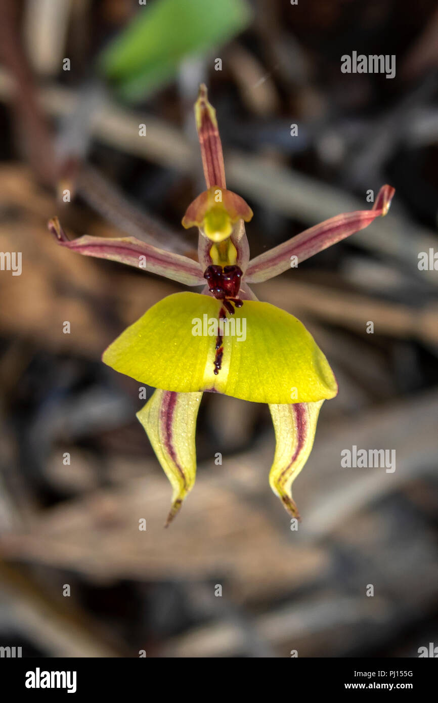Caladenia roei, Ant Orchid Stockfoto