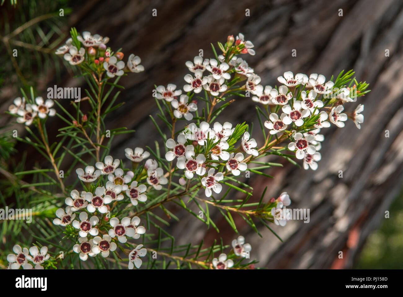 Waxflower Chamelaucium Uncinatum Stockfotos und -bilder Kaufen - Alamy