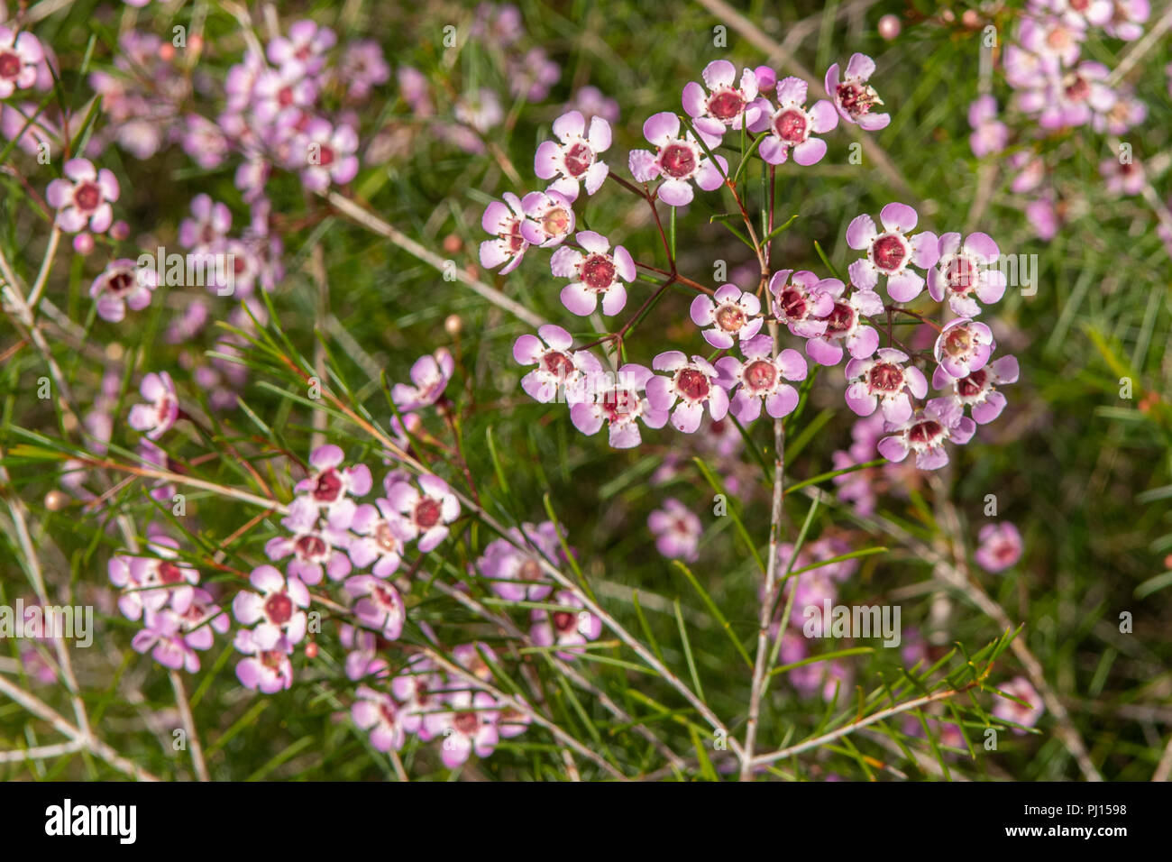 Chamelaucium uncinatum, Rosa Geraldton Waldrebe Stockfoto