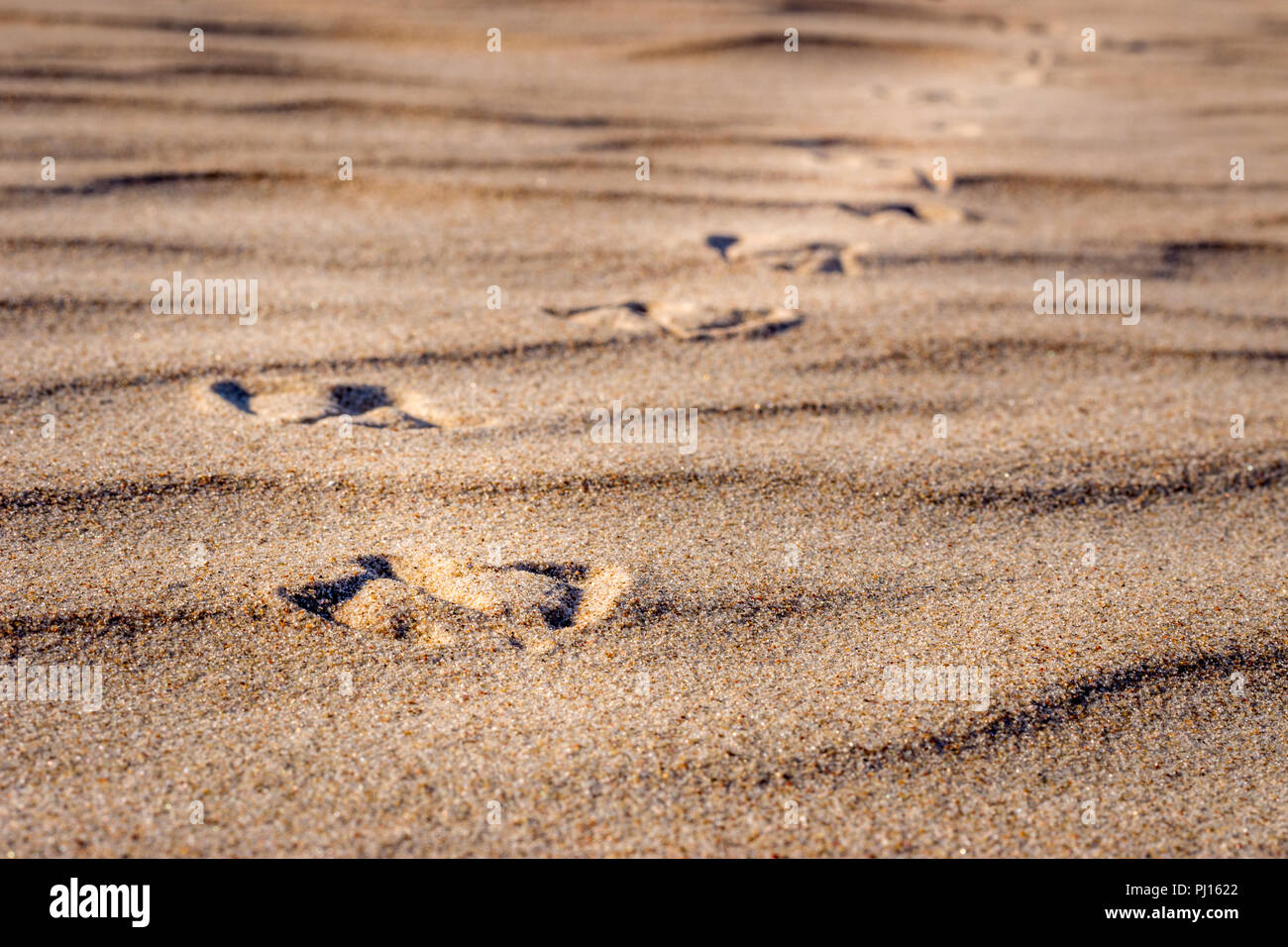 Vogel-Fußspuren im sand Stockfoto