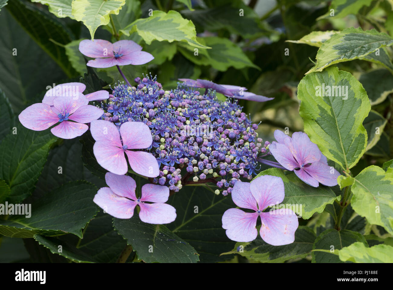 Verwirrung, Ändern der pH des Bodens bedeutet Entwicklung Hortensienblüten zeigen, Rosa und Blau je, wenn der Boden war Acid Blue oder alkalische rosa Blume Stockfoto