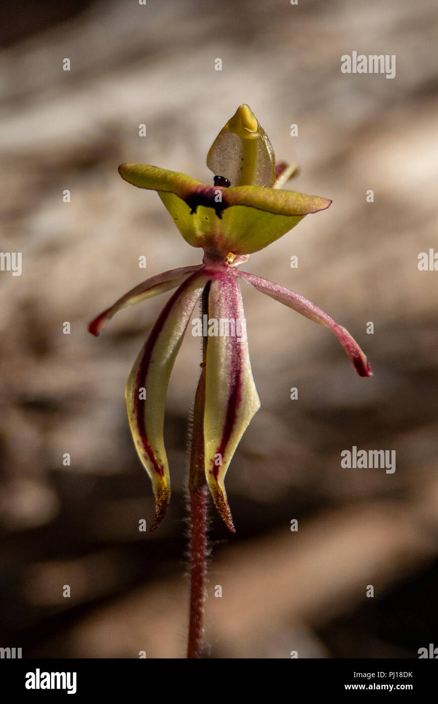 Caladenia roei, Ant Orchid Stockfoto