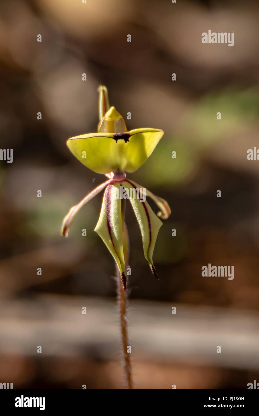 Caladenia roei, Ant Orchid Stockfoto