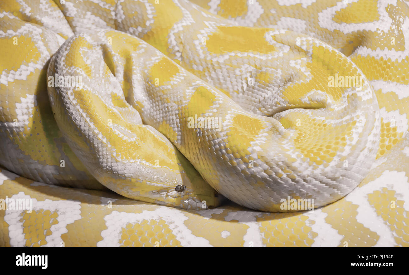 Indische albino Python der Felsen in einer Spule gewickelt Stockfoto