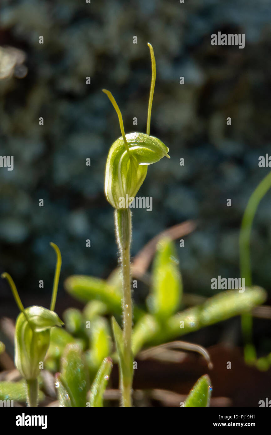 Pterostylis nana, schlanke Schnecke Greenhood Orchid Stockfoto