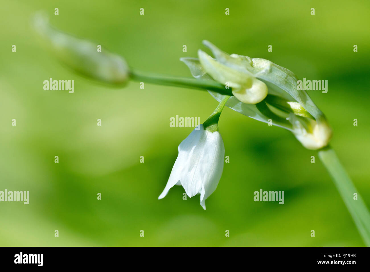 Paar kleinblütige Lauch (Allium paradoxum), das von einem blühenden Stengel mit geringer Tiefenschärfe schließen. Stockfoto