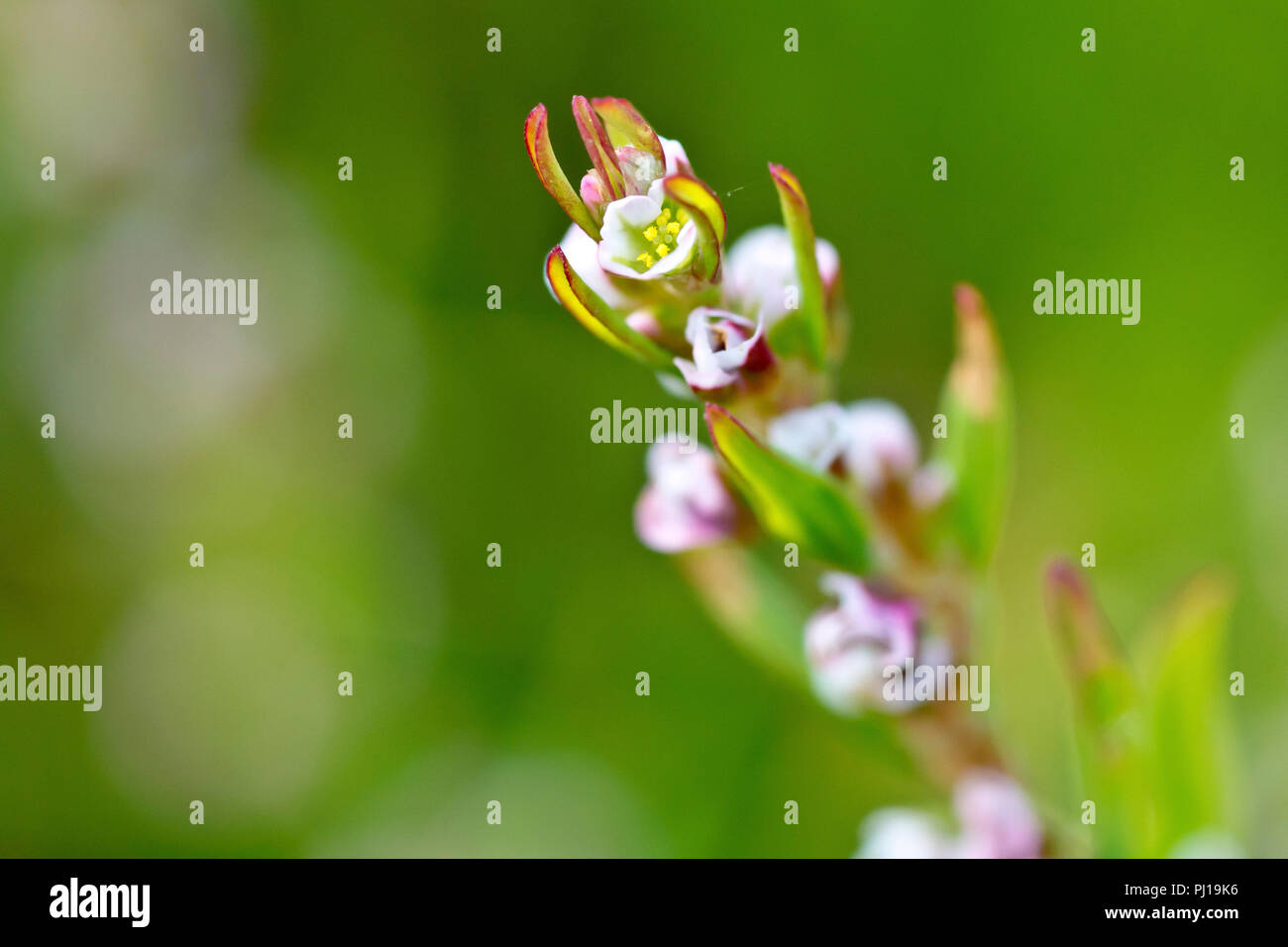Knotgrass (polygonum aviculare), in der Nähe von einem der winzigen Blüten mit geringer Tiefenschärfe. Stockfoto
