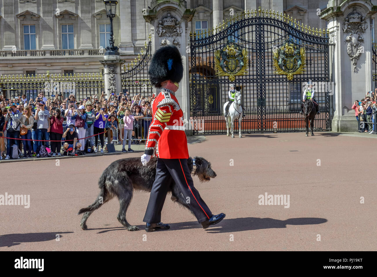 Die Queen's Guards, Mascottchen Irish Wolfshound, den Wachwechsel, Buckingham Palace, London, England, Grossbritannien Stockfoto