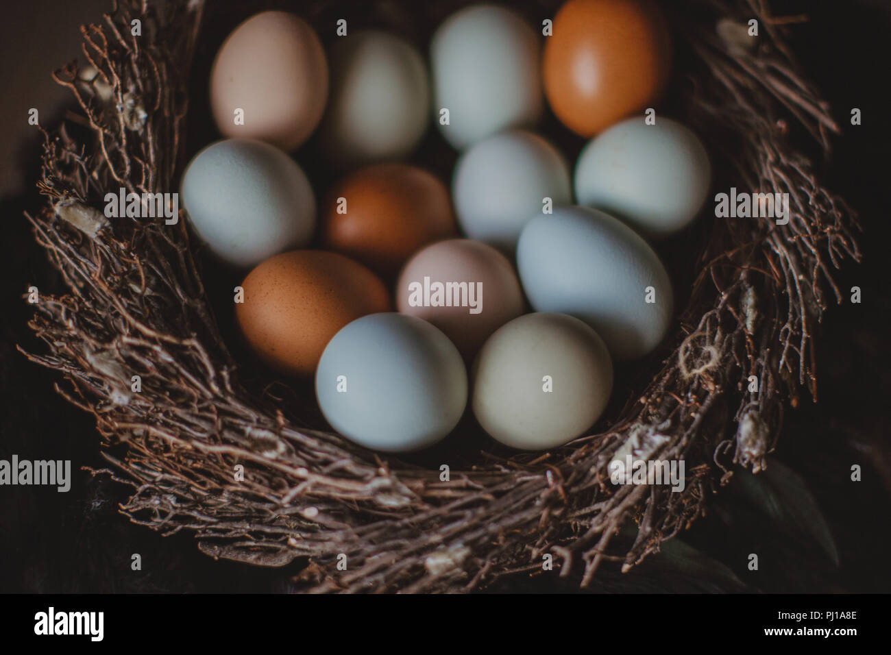 Frische Eier in einem Nest Stockfoto