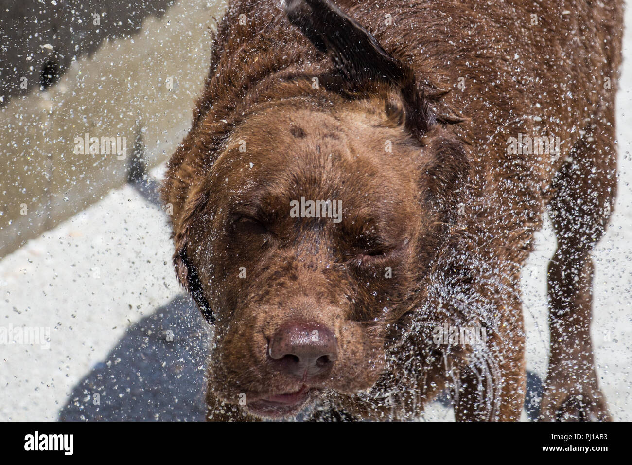Labrador Hund schüttelte Wasser, United States Stockfoto