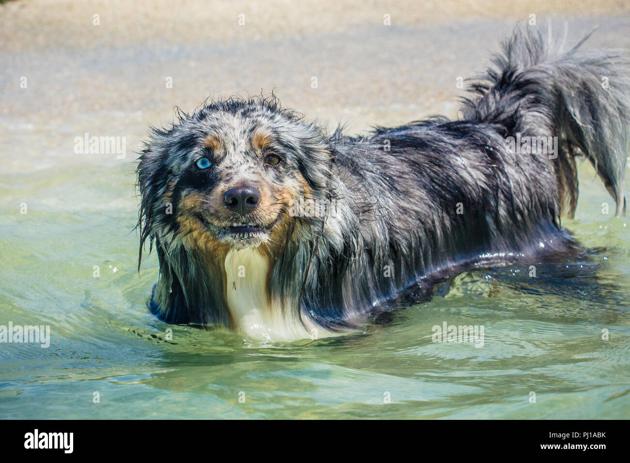 Australian Shepherd Dog im Ozean, United States Stockfoto
