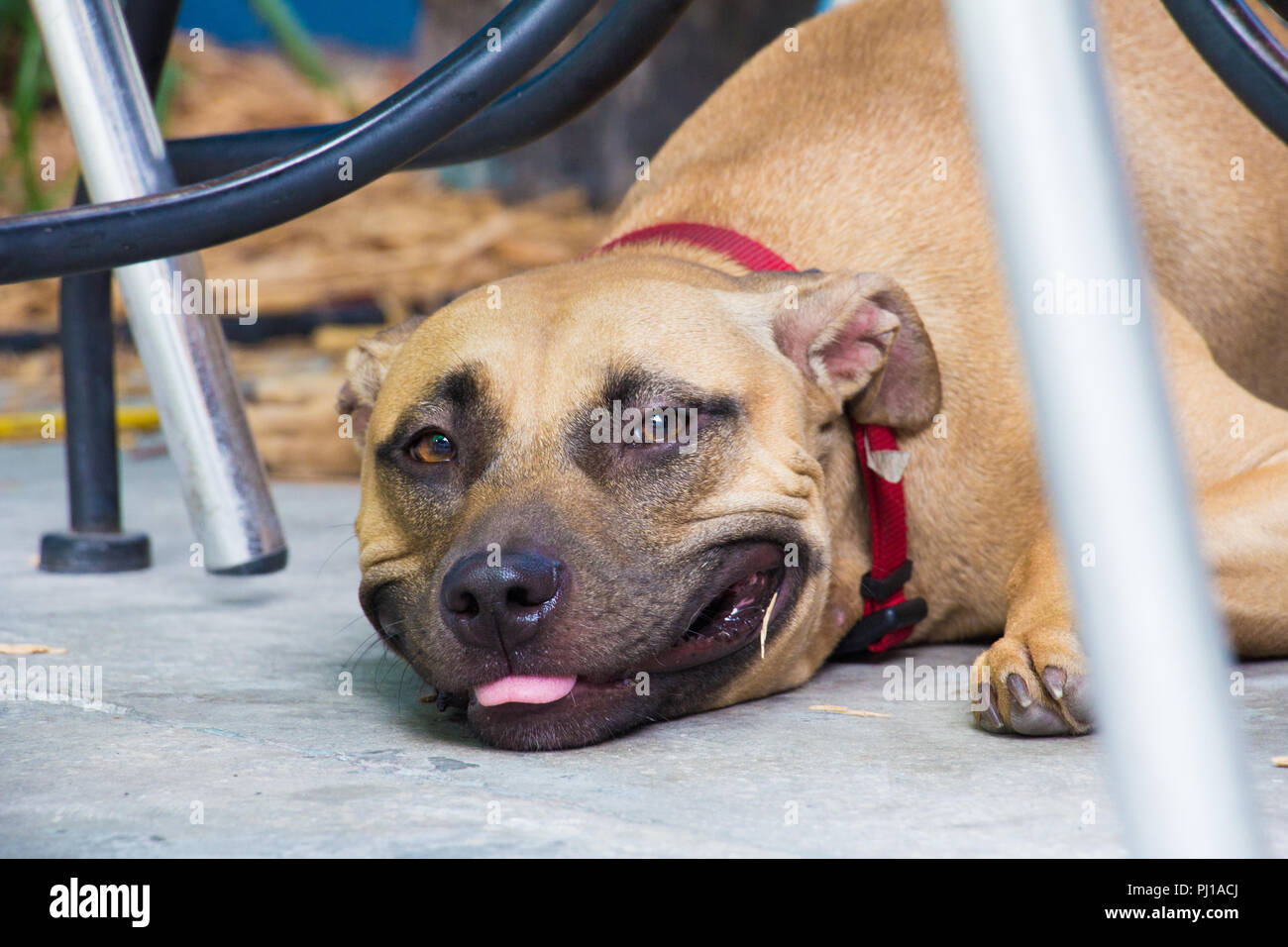 Black mouth Cur Hund liegend unter einer Tabelle Stockfoto