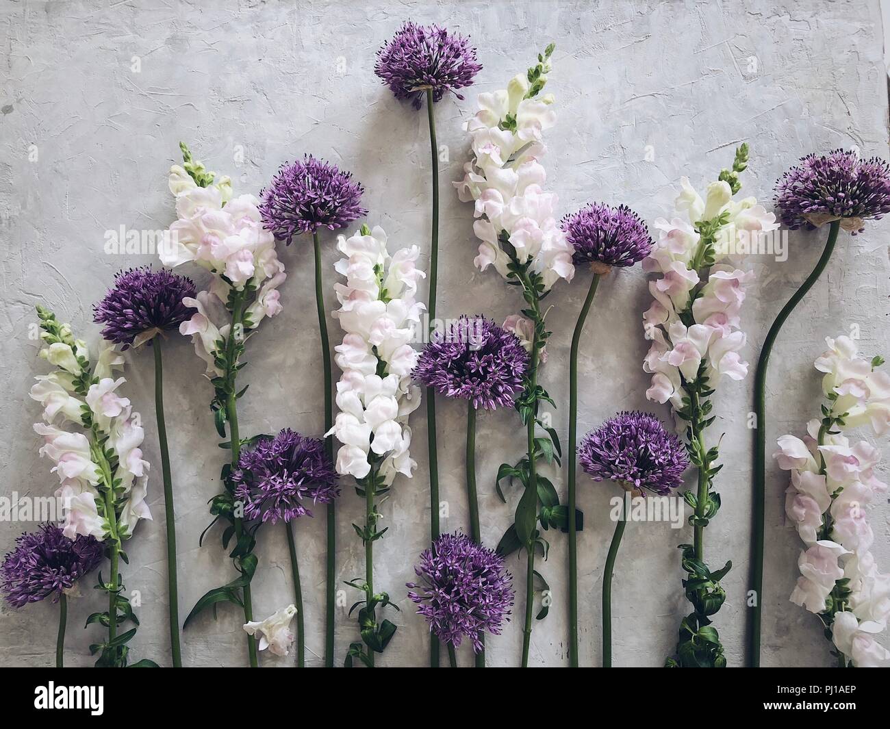 Alium und snapdragon Blumen auf einem grauen Hintergrund Stockfoto