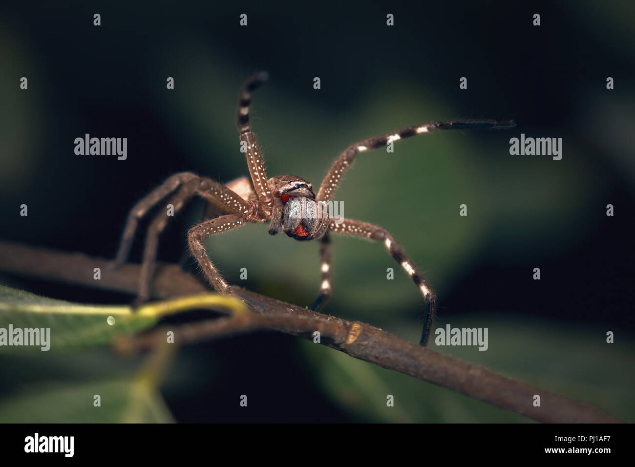 Eine huntsman Spider auf einen Zweig, Queensland, Australien Stockfoto