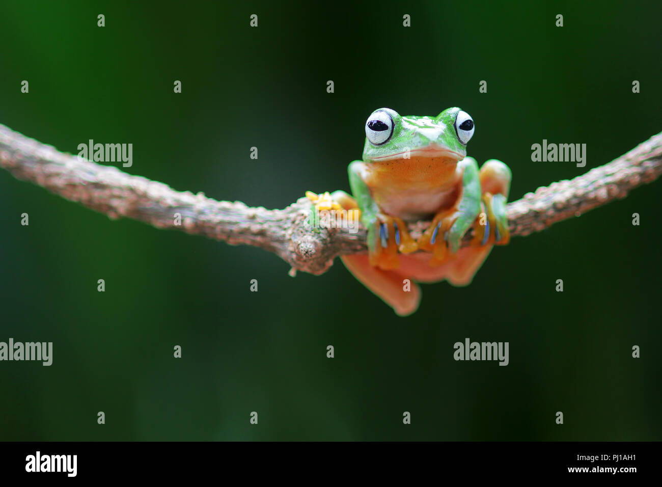 Wallace's Flying Frosch auf einem Zweig, Indonesien Stockfoto