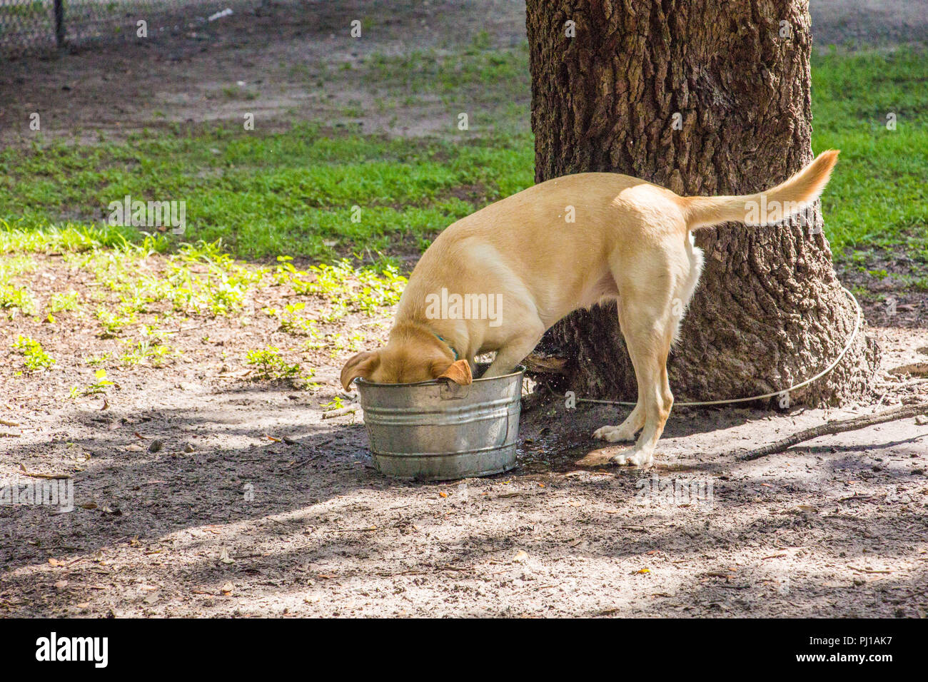 Labrador Retriever Hund mit dem Kopf in einen Eimer, United States Stockfoto