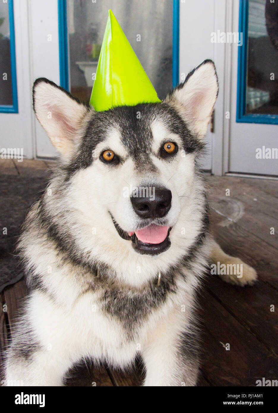 Alaskan Malamute Hund trägt eine Partei hat, United States Stockfoto