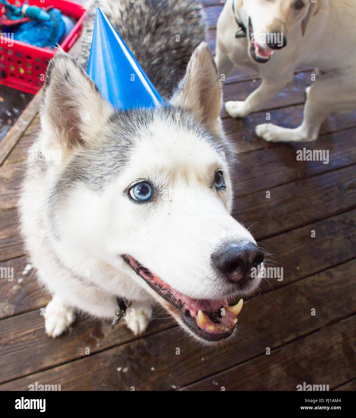 Alaskan Malamute Hund trägt eine Partei hat, United States Stockfoto