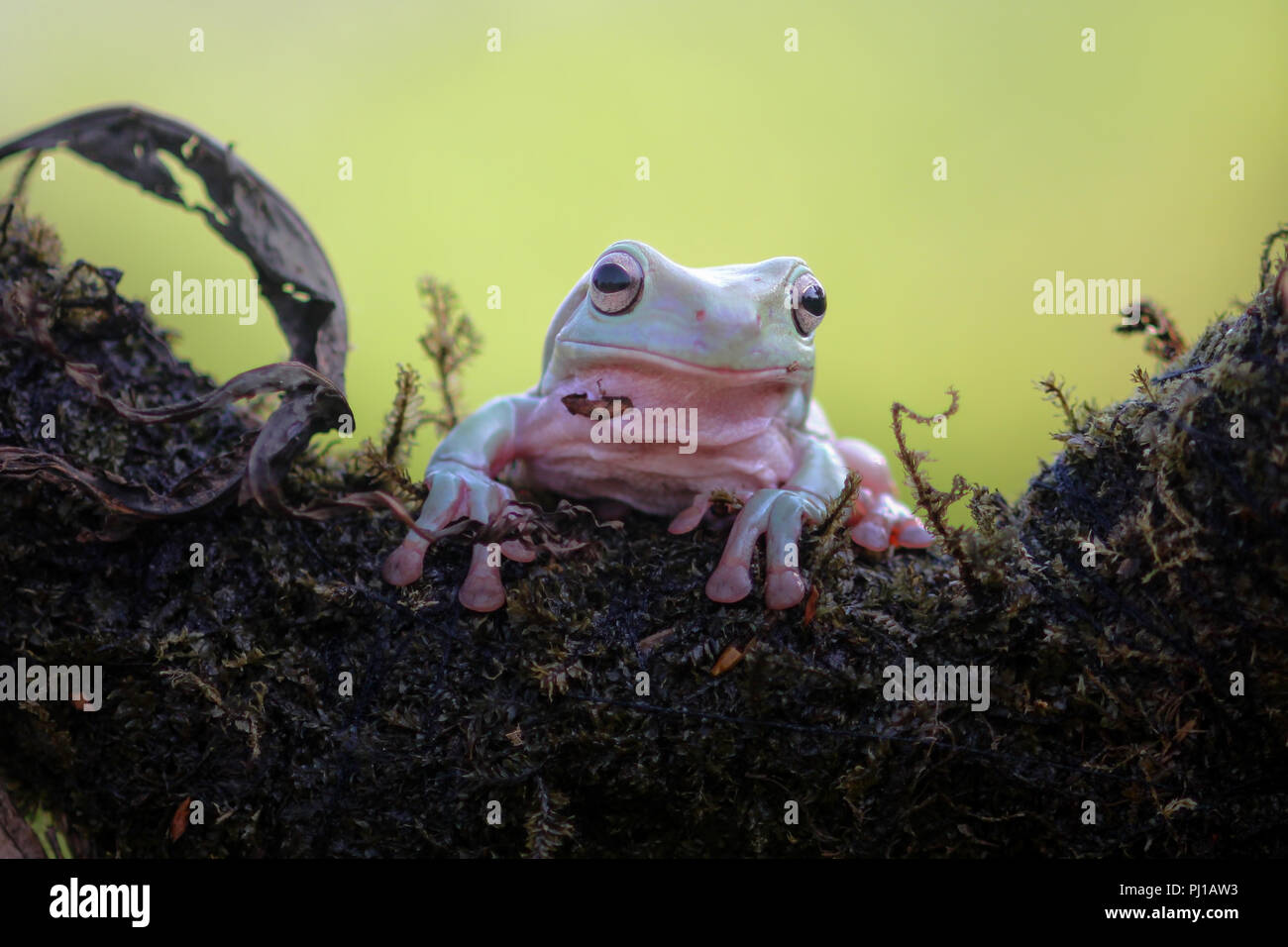 Porträt eines pummelig Laubfrosch, Indonesien Stockfoto