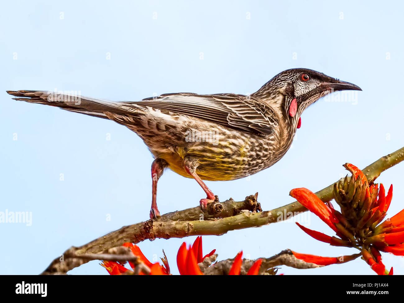 Red wattle Vogel thront auf einem Flame Tree, Australien Stockfoto Red wattle Vogel thront auf einem Flame Tree, Australien Stockfoto