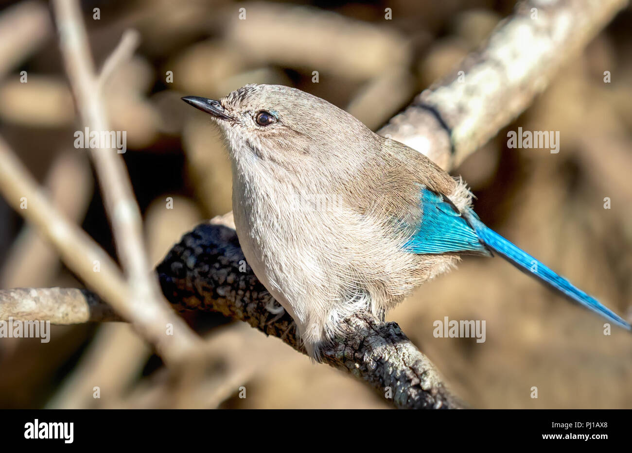 Weibliche Herrliche fairywren (malurus splendens) sitzt auf einem Ast, Australien Stockfoto Weibliche Herrliche fairywren (malurus splendens) sitzt auf einem Ast, Australien Stockfoto