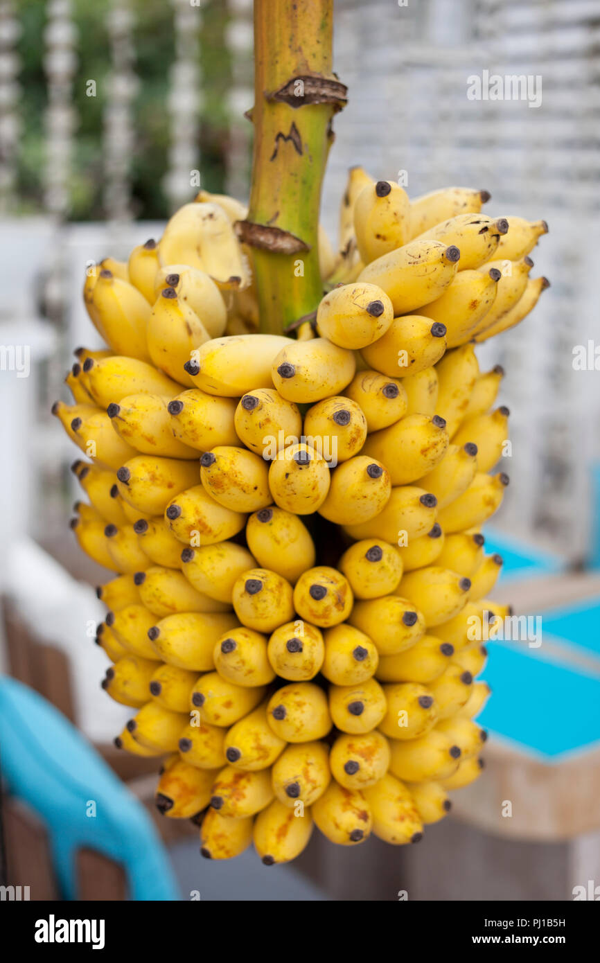 Close-up ein Bündel Bananen, Seychellen Stockfoto