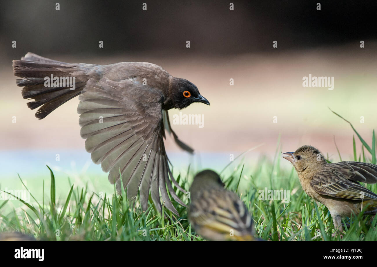 Rote Augen Bulbul Schutz von Lebensmitteln aus zwei andere Vögel, Südafrika Stockfoto