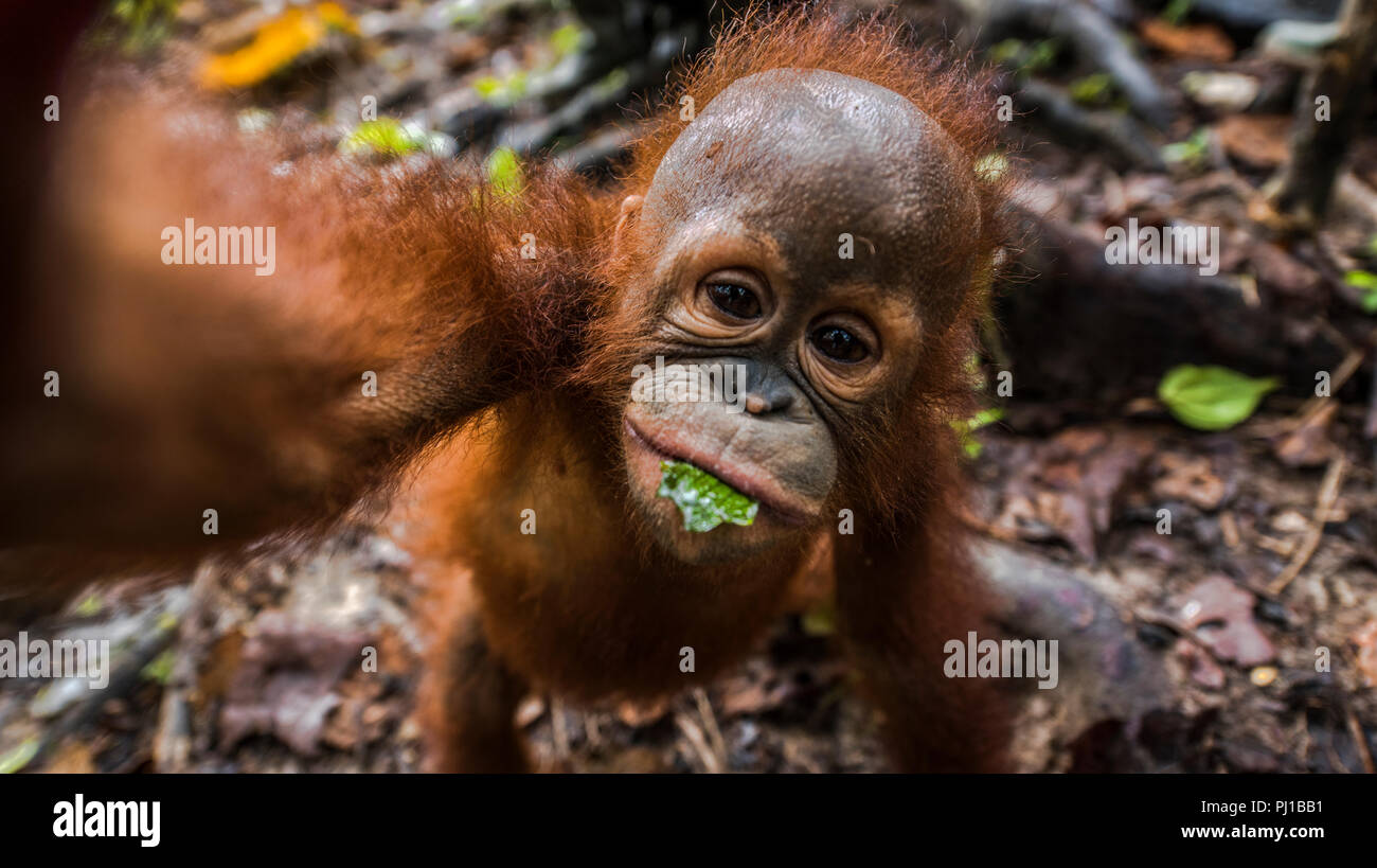 Porträt von einem Orang-utan Baby, Borneo, Indonesien Stockfoto