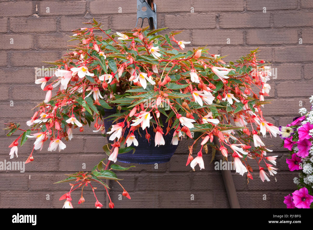 Begonia-Pflanze, „Wasserfall Bicolor“ in einem Hängekorb, England, Großbritannien. Stockfoto