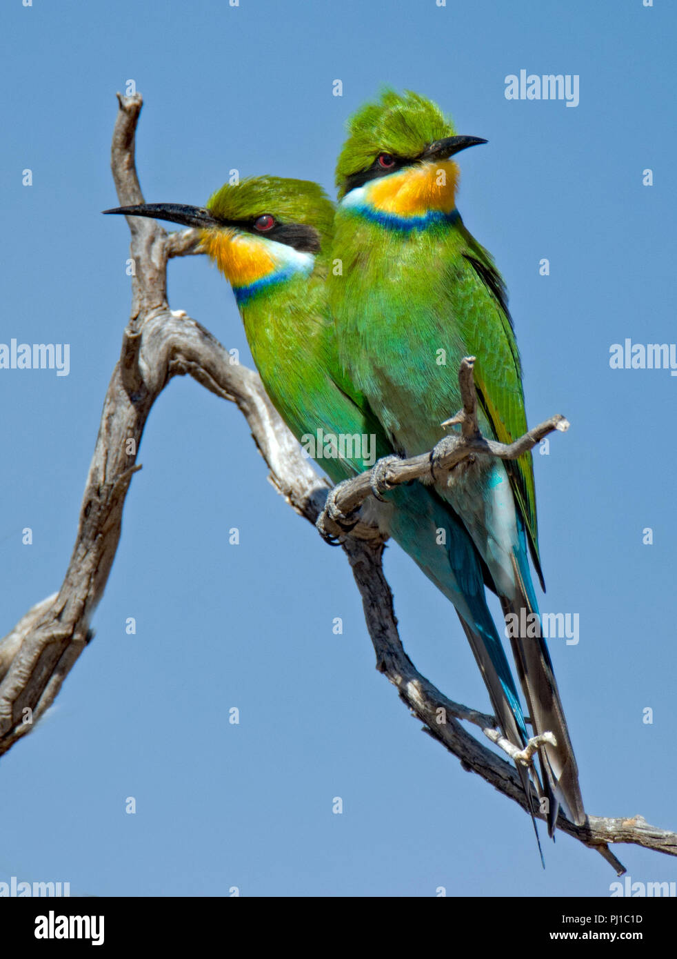 Zwei Swallow tailed Bee-Esser auf einem Zweig, der in entgegengesetzte Richtungen schaute, Südafrika Stockfoto