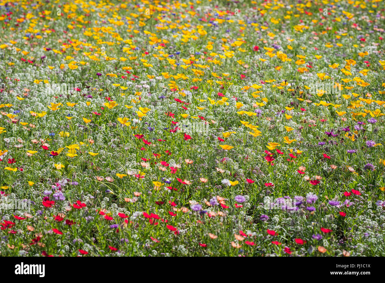 Wilde Blumen blühen auf einen Kreisverkehr. Stockfoto