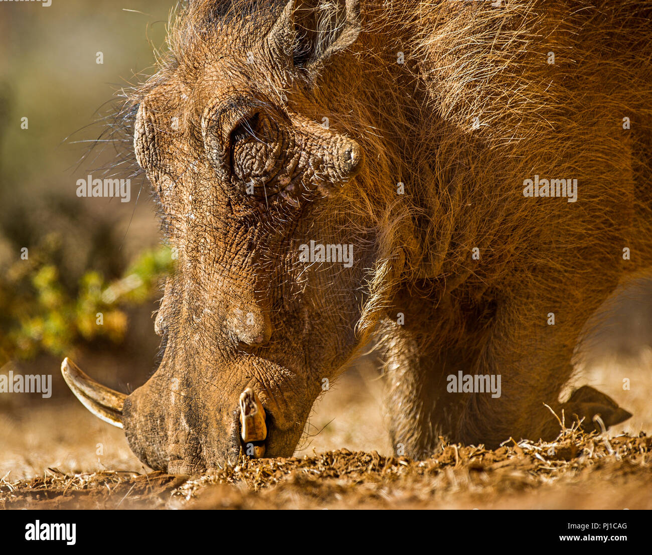 Warzenschwein Fütterung, Mokala National Park, Northern Cape, Südafrika Stockfoto