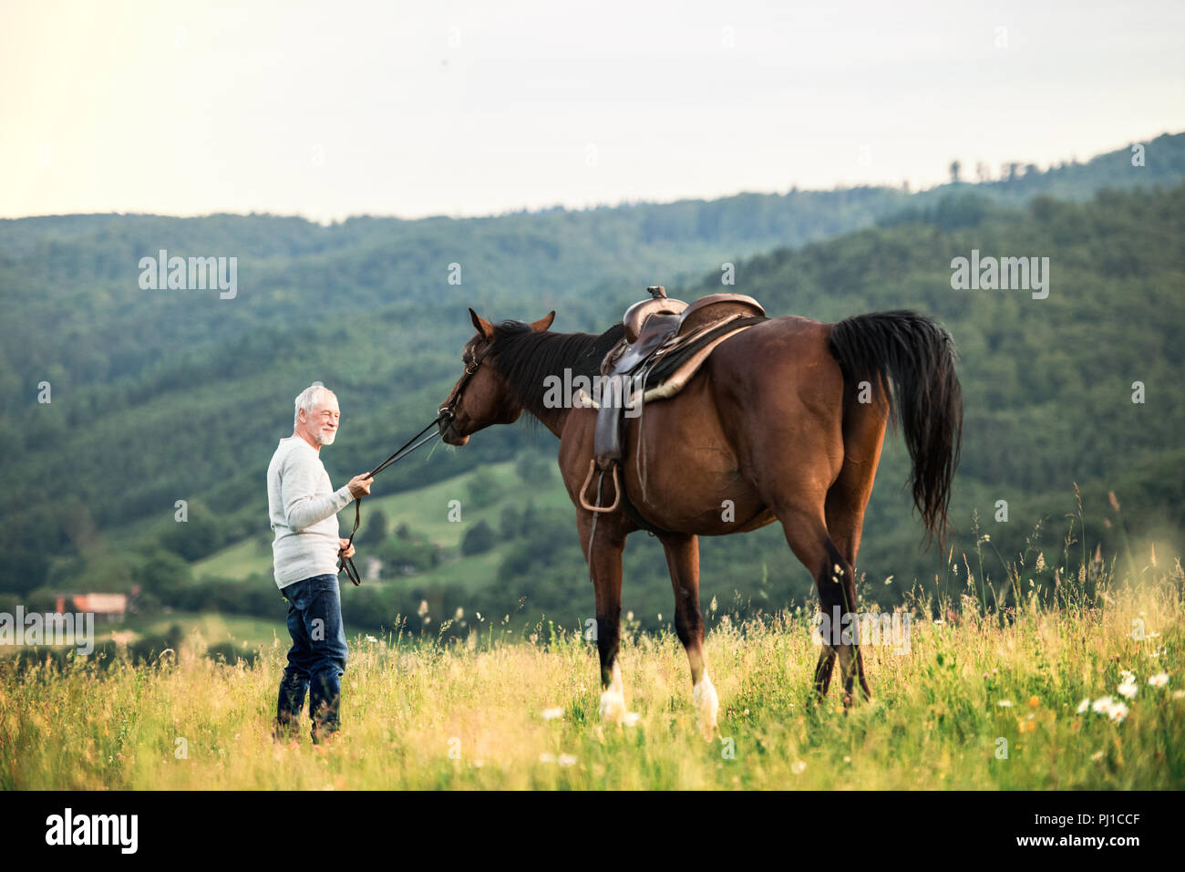 Ein älterer Mann mit einem Pferd durch seine Leitung auf einer Weide. Stockfoto