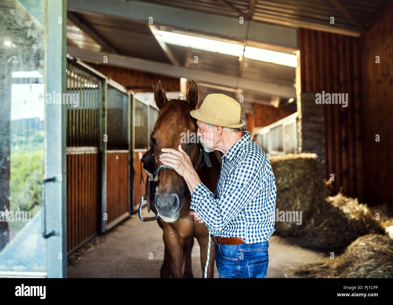 Ein älterer Mann mit einem Hut in der Nähe ein Pferd in einem Stall, es halten. Stockfoto