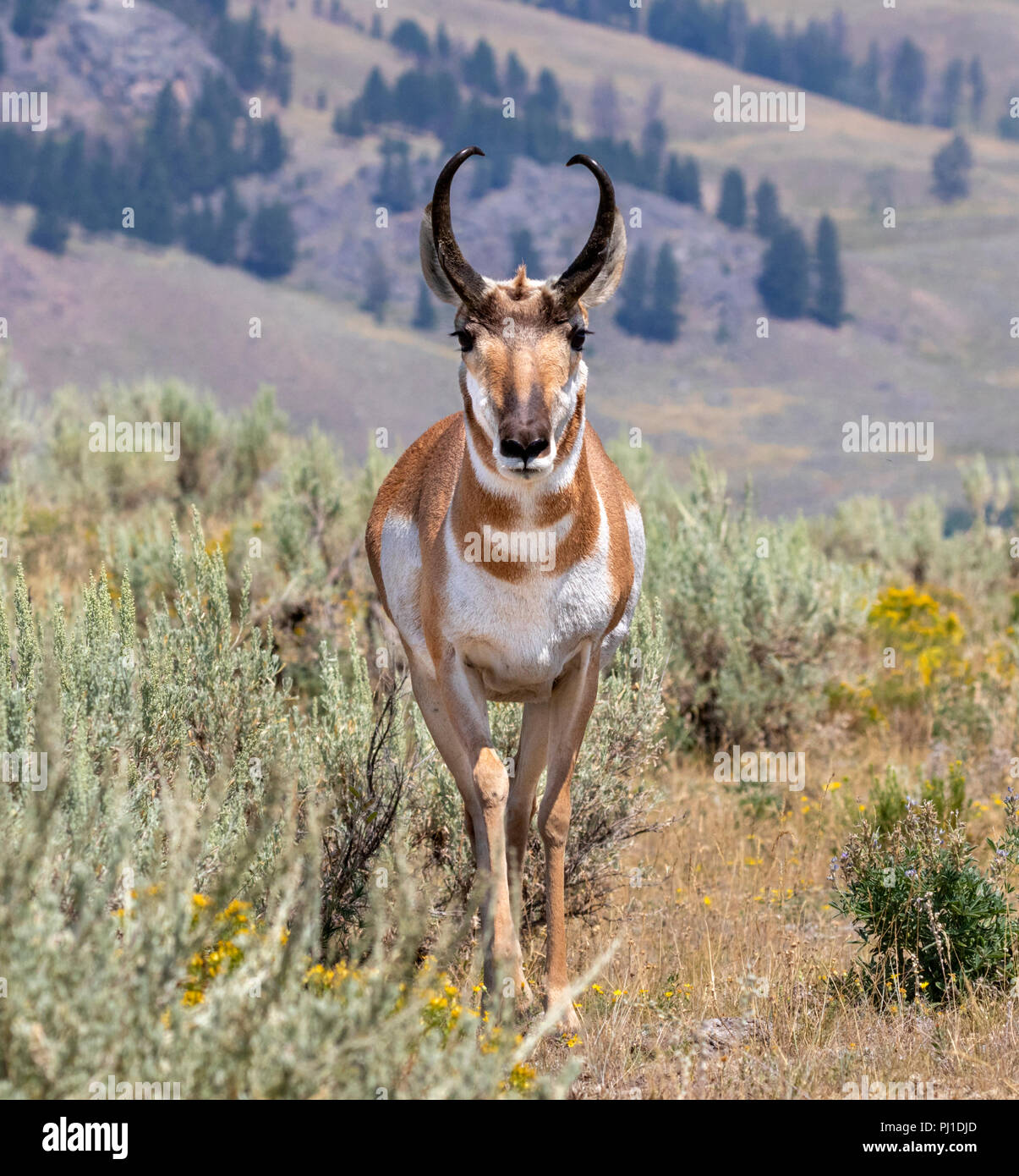 Pronghorn (Antilocapra americana) männlich in Highland Prairie, Yellowstone National Park, Wyoming, USA Stockfoto