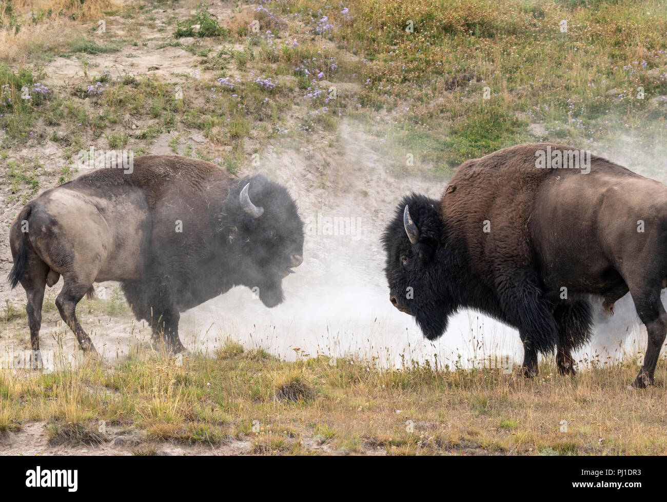 Amerikanische Bison (Bison bison) Männer in Konflikt während der brunft Jahreszeit, Yellowstone National Park, Wyoming, USA. Stockfoto