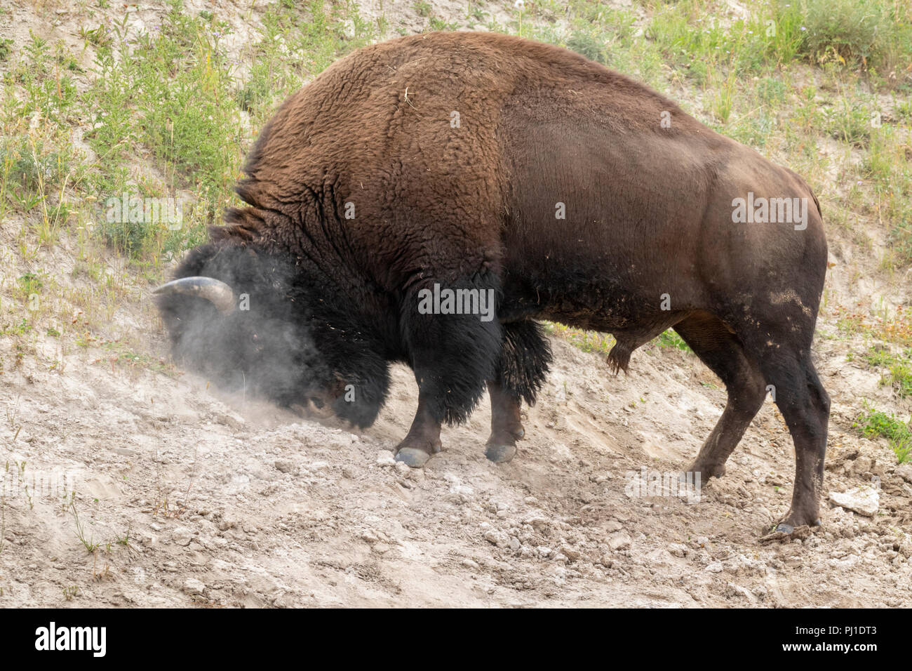 Amerikanische Bison (Bison bison) Männliche reiben Kopf auf dem Boden, Yellowstone National Park, Wyoming, USA. Stockfoto