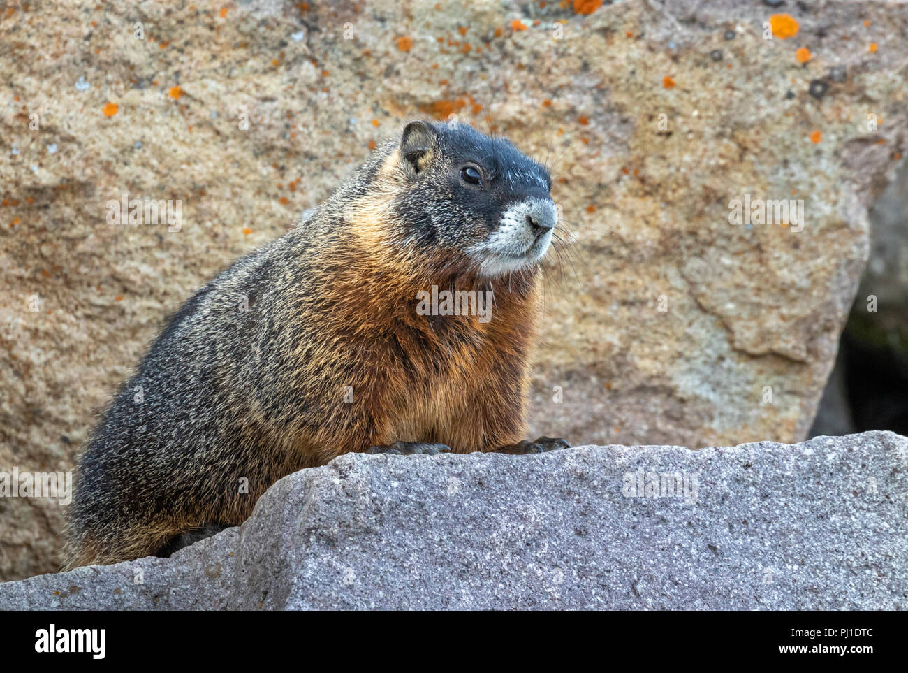 Yellow-bellied Murmeltier (Marmota flaviventris) in den felsigen Lebensraum, Yellowstone National Park, Wyoming, USA Stockfoto