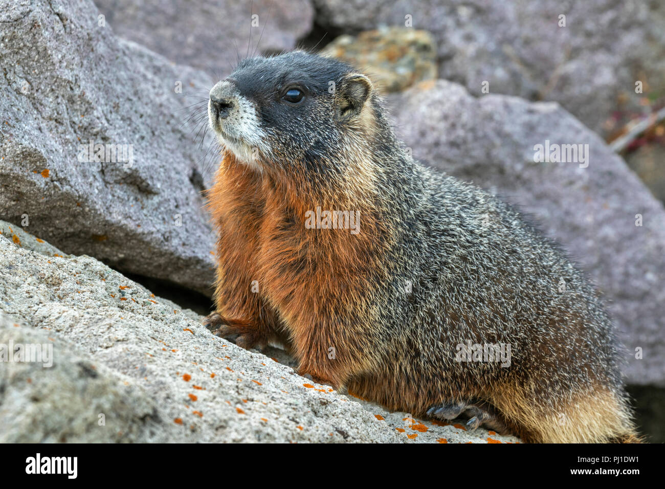 Yellow-bellied Murmeltier (Marmota flaviventris) in den felsigen Lebensraum, Yellowstone National Park, Wyoming, USA Stockfoto